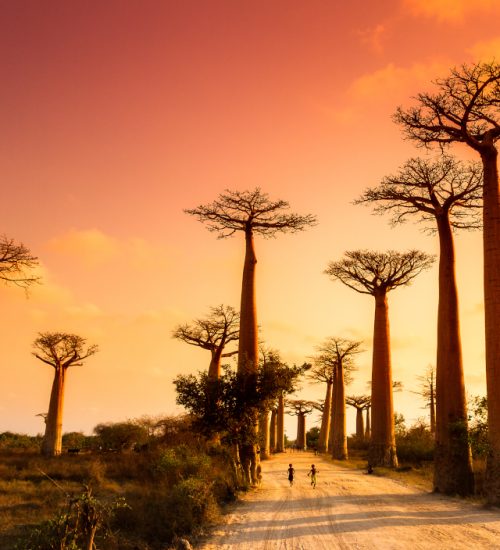 Beautiful,Baobab,Trees,At,Sunset,At,The,Avenue,Of,The